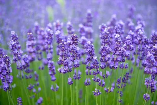 Лаванда Фото поле фиолетовых цветов