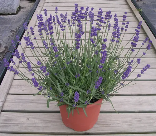 Лаванда Фото растение в горшке с фиолетовыми цветами