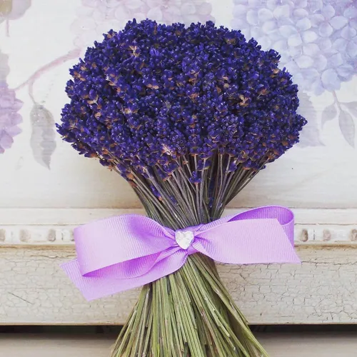 Лаванда Фото фиолетовый цветок с фиолетовым центром