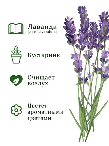 Лаванда Фото фиолетовый цветок крупным планом