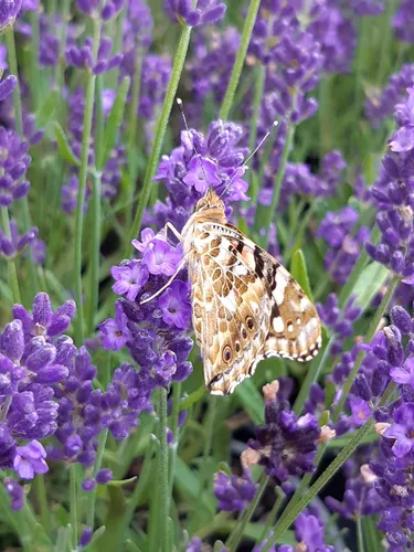 Лаванда Фото бабочка на цветке