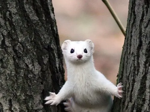 Ласка Фото белое животное на дереве