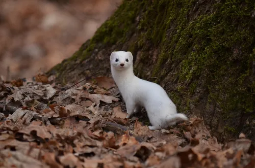 Ласка Фото белое животное, сидящее на листьях