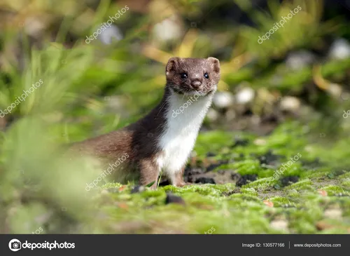 Ласка Фото маленькое животное, стоящее на траве