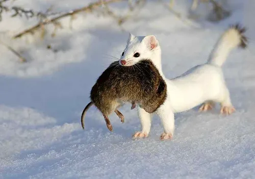Ласка Фото маленькое животное, идущее по снегу