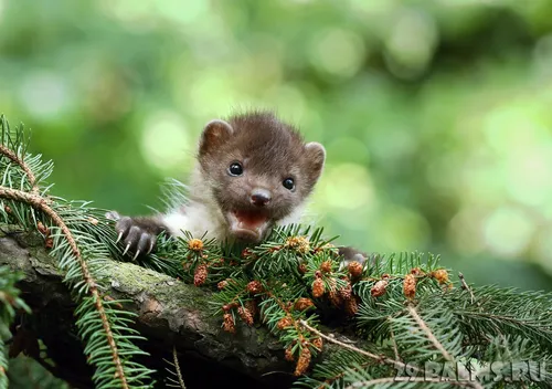 Ласка Фото маленькое животное на ветке дерева