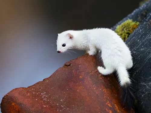 Ласка Фото белое животное на скале