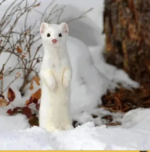 Ласка Фото белое пушистое животное, стоящее в снегу