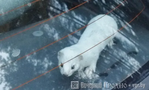 Ласка Фото белое животное на дороге