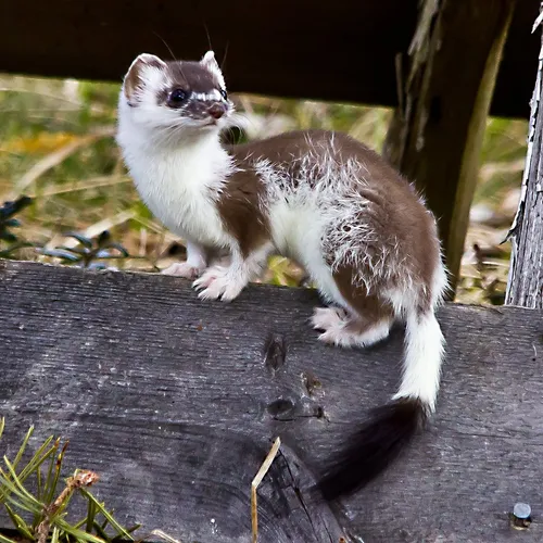 Ласка Фото кошка, стоящая на деревянной поверхности