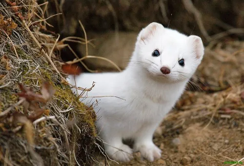 Ласка Фото маленький белый котенок