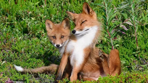 Лиса Фото пара лисиц, лежащих в траве