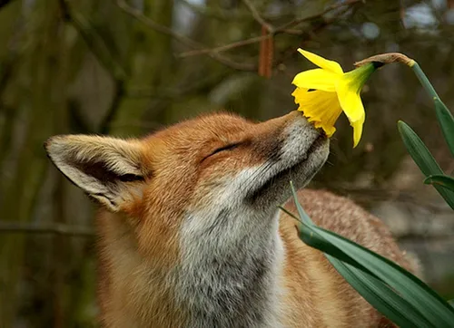 Лиса Фото лиса, пахнущая цветком