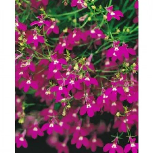 Лобелия Фото крупный план фиолетовых цветов