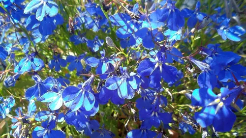 Лобелия Фото крупный план голубых цветов