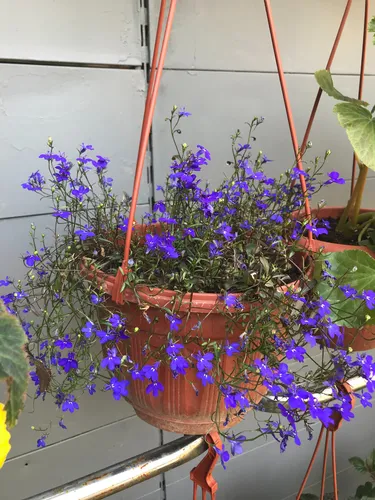 Лобелия Фото растение в горшке с фиолетовыми цветами
