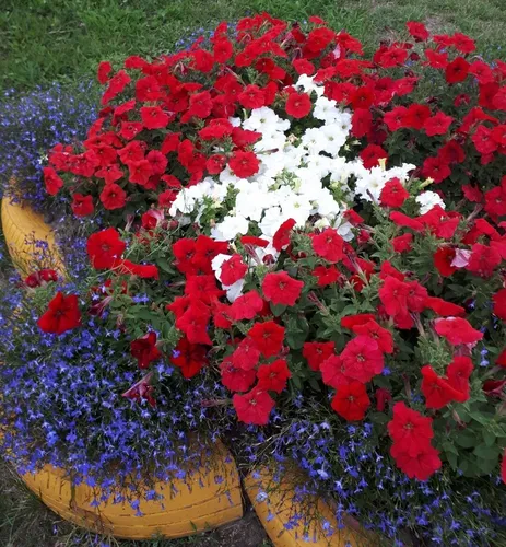 Лобелия Фото горшок с красными цветами