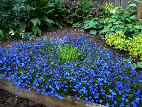 Лобелия Фото сад с голубыми цветами