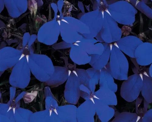 Лобелия Фото группа голубых цветов