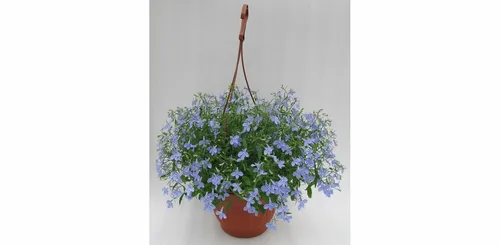 Лобелия Фото растение в горшке с голубыми цветами