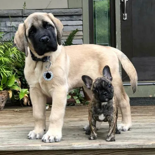 Мастиф Фото собака и щенок
