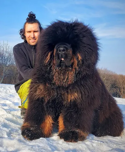 Мастиф Фото человек, обнимающий большую черную собаку