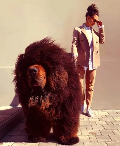 Мастиф Фото человек, стоящий рядом с большим медведем