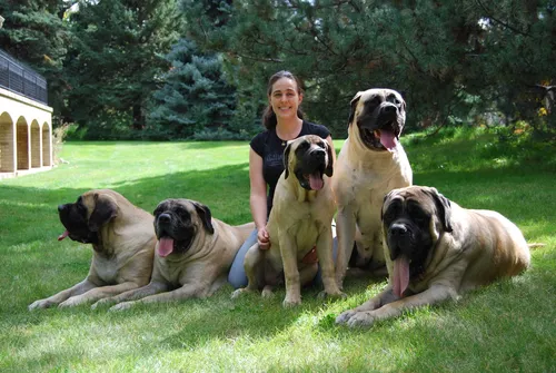 Мастиф Фото человек с группой собак