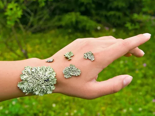 Нервная Экзема Фото рука, держащая маленькое зеленое растение
