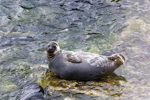 Нерпа Фото тюлень, лежащий на скале в воде
