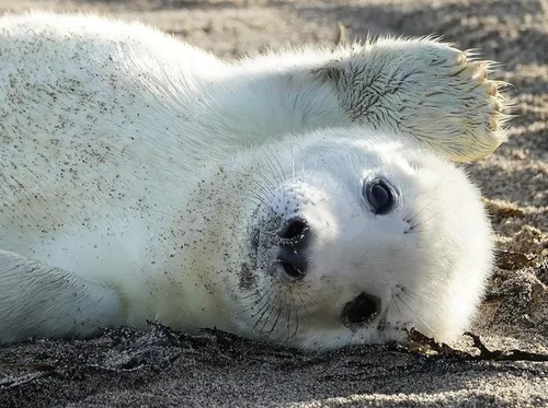 Нерпа Фото тюлень, лежащий на земле