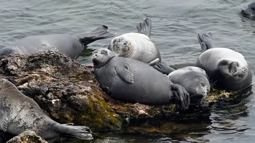 Нерпа Фото группа тюленей, лежащих на скале в воде