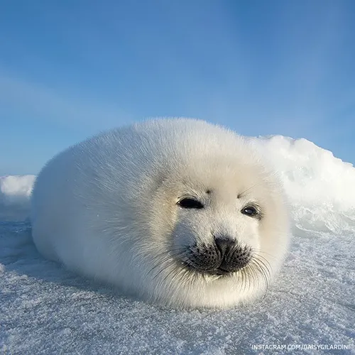 Нерпа Фото тюлень, лежащий на снегу