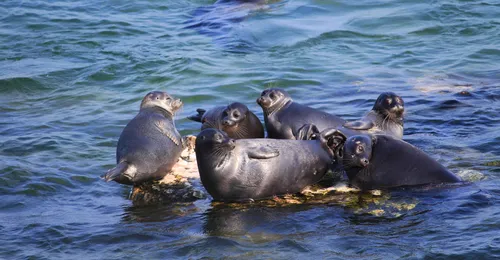 Нерпа Фото группа тюленей в воде