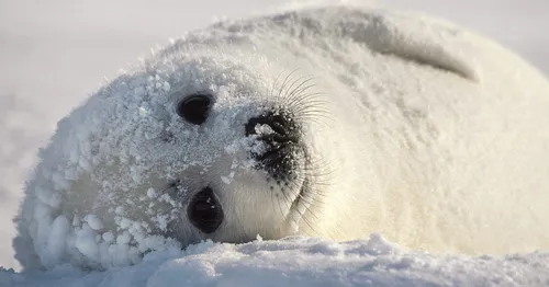 Нерпа Фото тюлень с головой в снегу