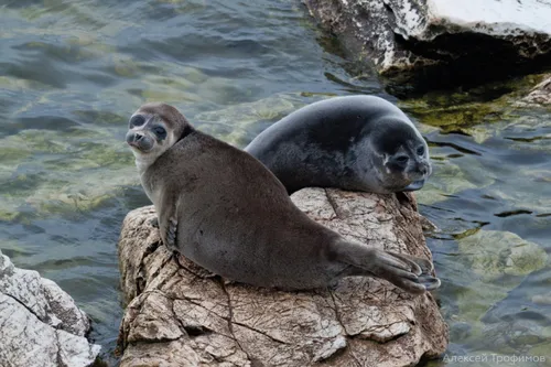 Нерпа Фото пара тюленей на скале у воды