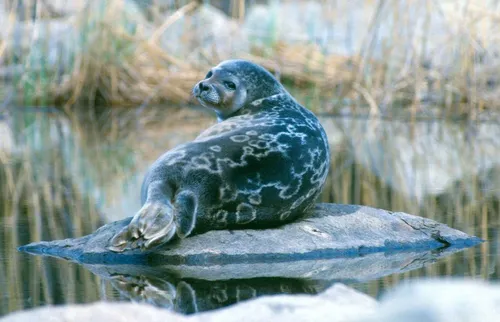 Нерпа Фото тюлень на скале в воде