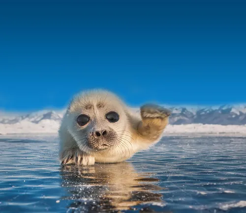 Нерпа Фото собака в воде