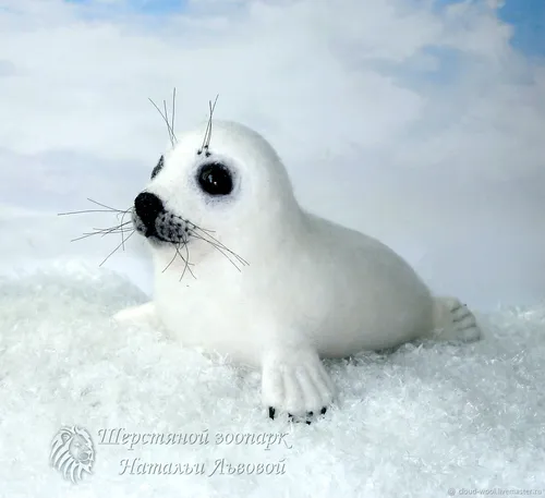 Нерпа Фото белый тюлень с черным носом