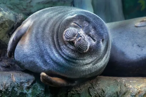 Нерпа Фото тюлень, лежащий на скалах