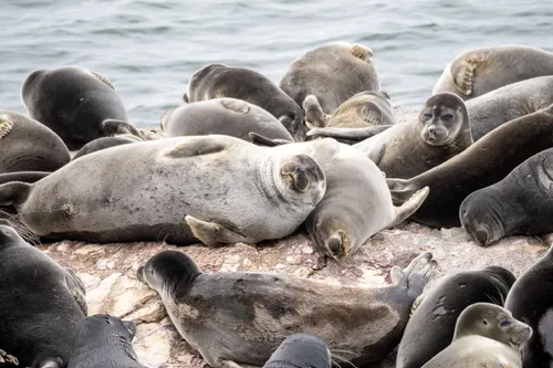 Нерпа Фото группа тюленей, лежащих на пляже