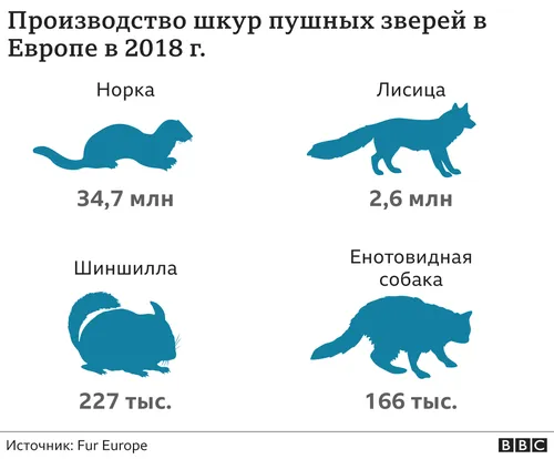 Норка Фото диаграмма