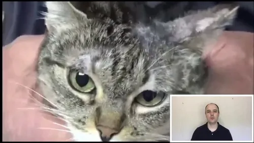 Опоясывающий Лишай Начальная Стадия Фото кошка с мужским лицом