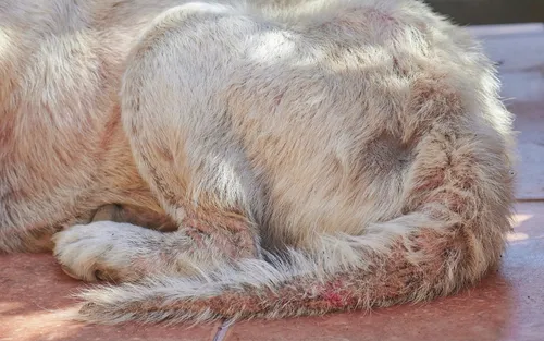 Опоясывающий Лишай Начальная Стадия Фото собака, лежащая на коврике