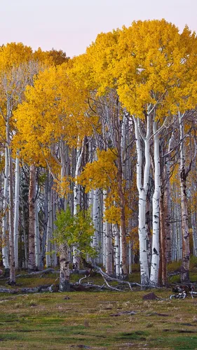 Осина Фото группа деревьев с желтыми листьями