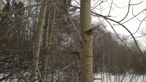 Осина Фото группа деревьев со снегом