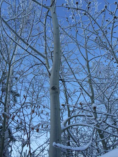 Осина Фото высокое дерево со снегом