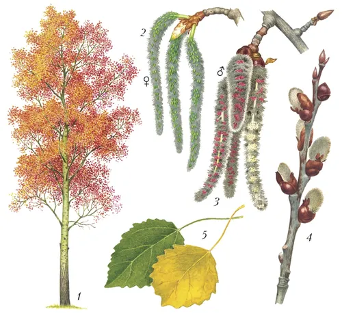 Осина Фото дерево с листьями и цветами