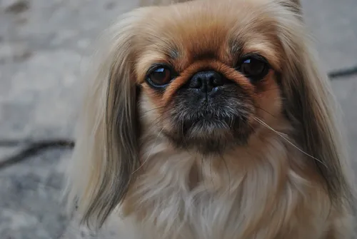 Пекинес Фото собака с грустным лицом