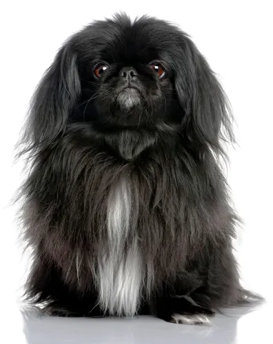 Пекинес Фото черная собака с красными глазами